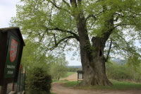 Tisíciletá lípa